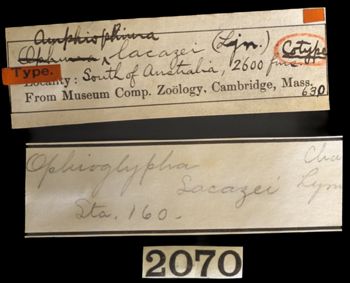Media type: image;   Invertebrate Zoology OPH-630 Description: Handwritten labels for this specimen included in the specimen tray.;  Aspect: labels